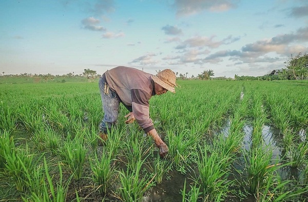 sektor-Pertanian-menjadi-andalan-di-masa-pandemi