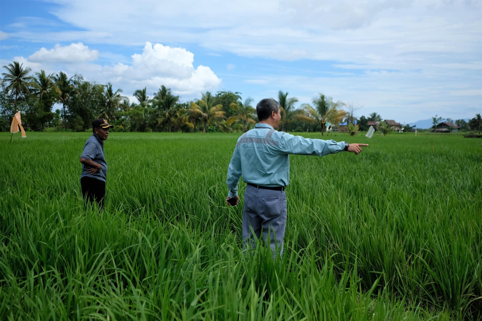 Salah satu ekositem yang terjada di sekitar area lokasi pertambangan yakni persawahan. Foto : dok humas PT Vale.